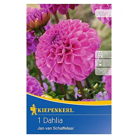 Kiepenkerl  Herbstblumenzwiebeln Pompon-Dahlien