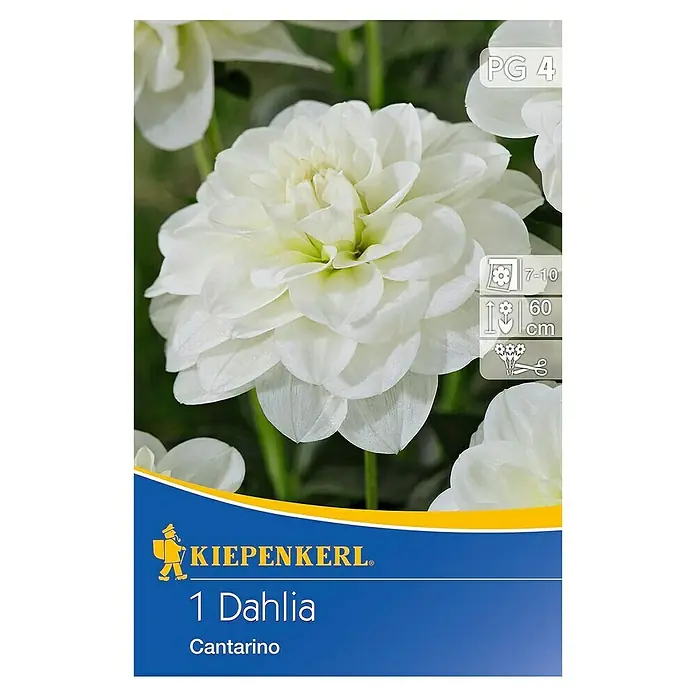 Kiepenkerl Herbstblumenzwiebeln Beet-Dahlie - Dahlia 'Cantarino', 1 Stk. - Nahaufnahme einer '1 Dahlia Cantarino' von Kiepenkerl, die ihre weißen Blütenblätter und das gelbe Zentrum zeigt.\n