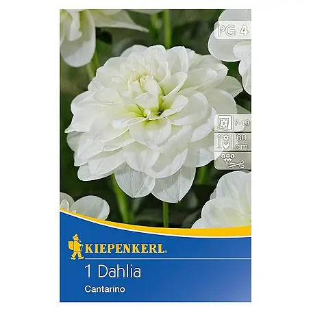 Kiepenkerl  Herbstblumenzwiebeln Beet-Dahlie