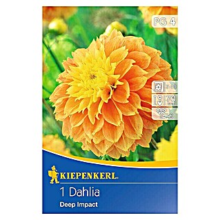 Kiepenkerl Herbstblumenzwiebeln Beet-Dahlie (Dahlia 'Deep Impact', 1 Stk.)