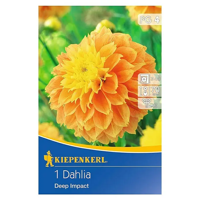 Kiepenkerl Herbstblumenzwiebeln Beet-Dahlie - Dahlia 'Deep Impact', 1 Stk. - Produktabbildung einer '1 Dahlia Deep Impact' Blume, die mit ihren orange-gelben Blütenblättern einen tiefen Eindruck hinterlässt.