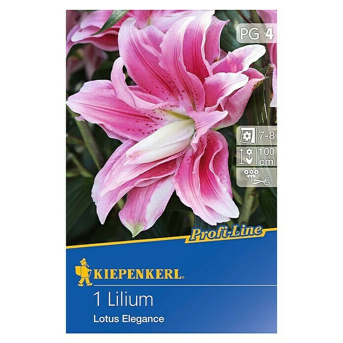 Kiepenkerl Profi-Line Sommerblumenzwiebeln Lilie (Lilium x hybrida 'Lotus Elegance', 1 Stk.) | BAUHAUS