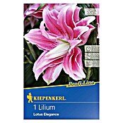 Kiepenkerl Profi-Line Sommerblumenzwiebeln Lilie (Lilium x hybrida 'Lotus Elegance', 1 Stk.) | BAUHAUS