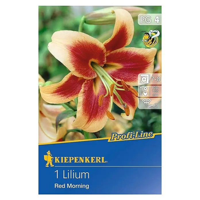 Kiepenkerl Profi-Line Sommerblumenzwiebeln Lilie - Lilium x hybrida 'Red Morning', 1 Stk. - Packung mit einer 'Red Morning' Lilie. Die Blüte ist zweifarbig, mit roten und gelben Farbtönen, und die Packung enthält Informationen zur Pflanzung.
