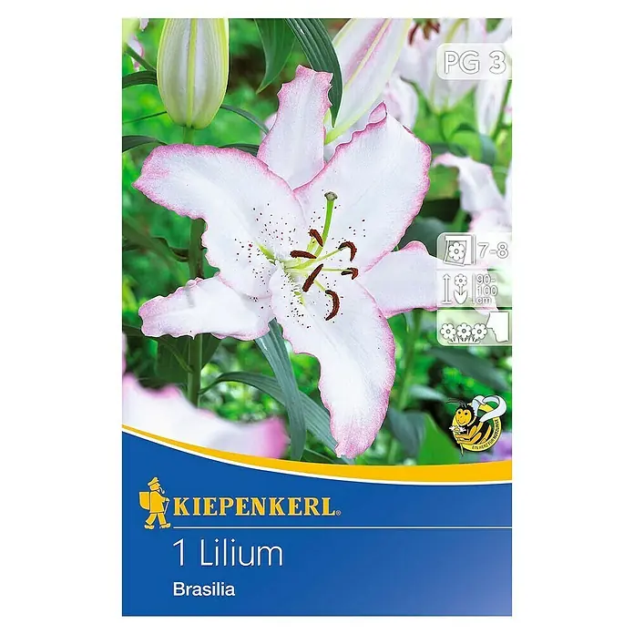 Kiepenkerl Sommerblumenzwiebeln Lilie - Lilium x hybrida 'Brasilia', 1 Stk. - Lilium 'Brasilia' Blumenzwiebelpackung mit weiß-rosa Blüte und Informationen zu Anbau und Pflege.