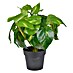 Planta artificial Hiedra 