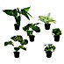 Planta artificial Verde 