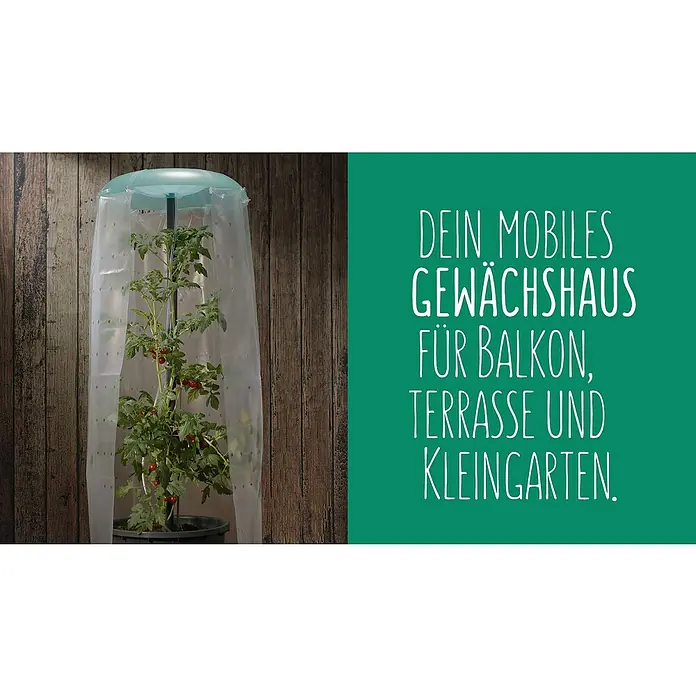 KHW Tomatengewächshaus Tomatenhut 3er Set - Durchmesser: 49 cm, Kunststoff - Das Bild zeigt ein mobiles Gewächshaus für Balkon, Terrasse und Kleingarten, welches eine Tomatenpflanze beherbergt.