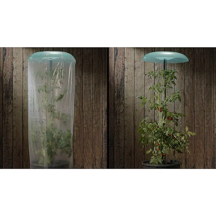 KHW Tomatengewächshaus Tomatenhut 3er SetDurchmesser: 49 cm, Kunststoff - Zwei Ansichten einer wachsenden Tomatenpflanze. Eine hat eine transparente Schutzhülle mit Luftlöchern und die andere hat einen Überdachungsschutz.