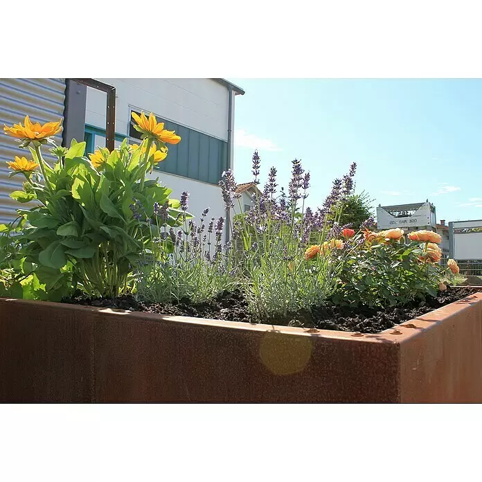 Palatino Hochbeet Urban C-Form - 500 x 500 x 70 cm, Stahl, Rostbraun - Stimmungsaufnahme