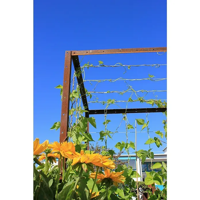 Palatino Rankhilfe - Cortenstahl, Passend für: Palatino Urban Hochbeet 3 m Länge, Höhe: 113 cm - Ein rustikales Rankgitter aus Metall, umrankt von grünen Pflanzen und leuchtend gelben Blumen, vor einem strahlend blauen Himmel.