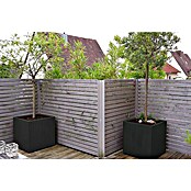 Palatino Exlusive Line Maceta para las plantas (60 x 60 x 60 cm, Acero, Antracita)