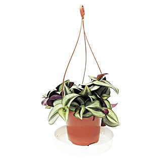 Piardino Zebrakraut (Topfgröße: 13 cm, Grün/Weiß)