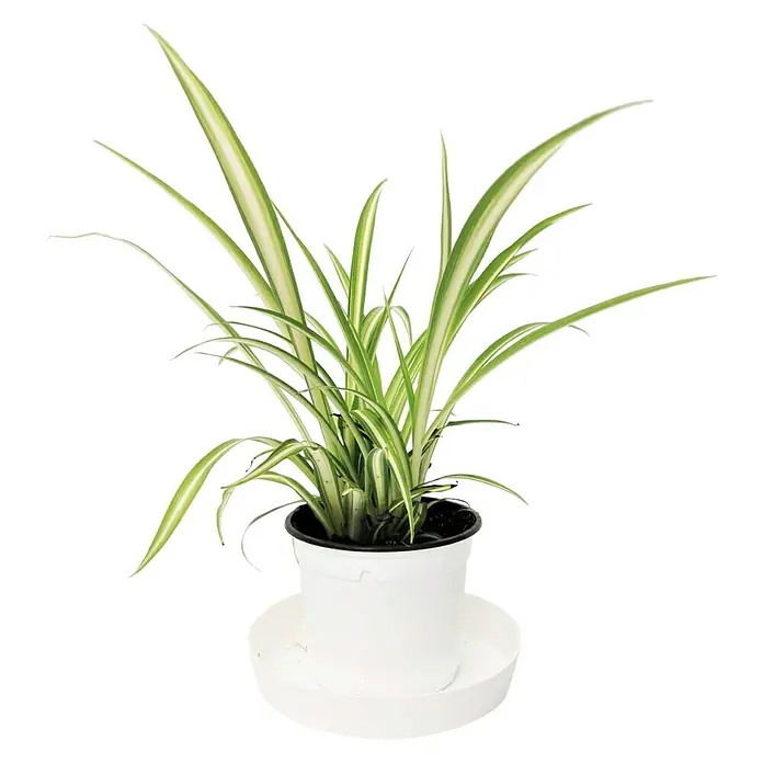 Piardino Cinta - Chlorophytum Green Orange, Tamaño de maceta: 12 cm - Una planta de interior, Chlorophytum comosum 'Variegatum', también conocida como Spider Plant, en una maceta blanca con plato.