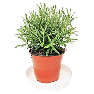 Piardino Lavanda (Lavandula angustifolia, Violeta)