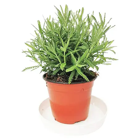 Piardino  Lavanda
