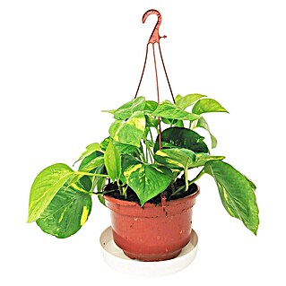 Piardino Poto (Epipremnum aureum, Tamaño de maceta: 15 cm)