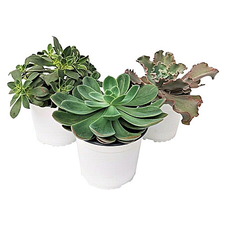 Suculentas (Crassula, Tamaño de maceta: 17 cm)
