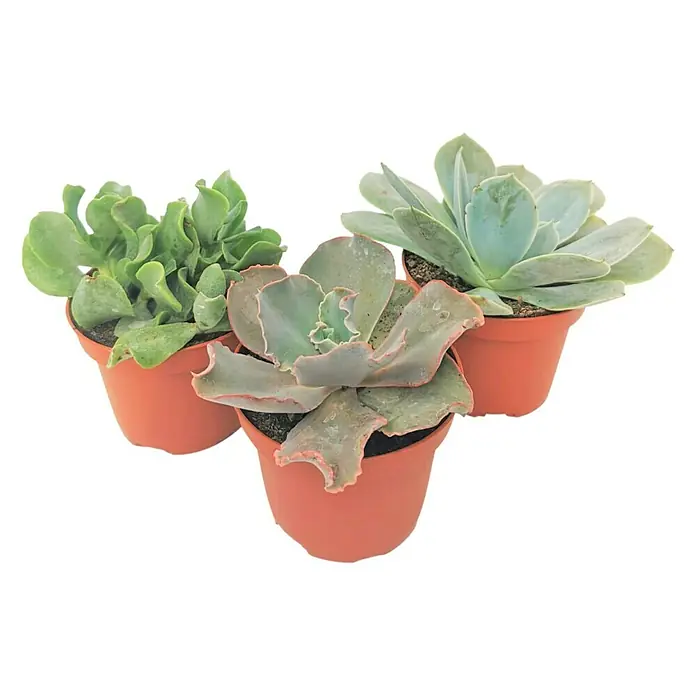 Suculentas - Crassula, Tamaño de maceta: 17 cm - Primer plano de tres suculentas en macetas de terracota, con hojas verdes y gris azulado.