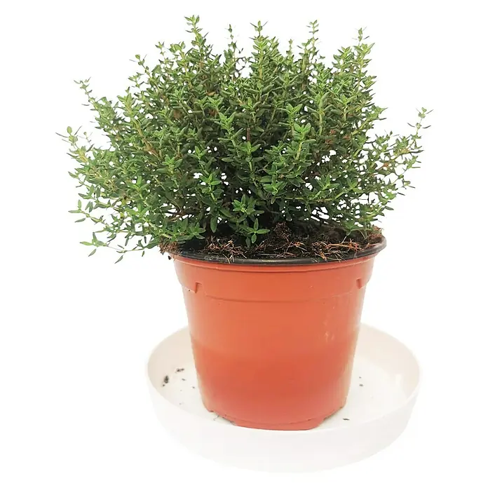 Piardino Tomillo - Thymus vulgaris, Tamaño de maceta: 15 cm - Planta de tomillo en maceta. La hierba de tomillo está plantada en una maceta marrón y colocada sobre un plato blanco.