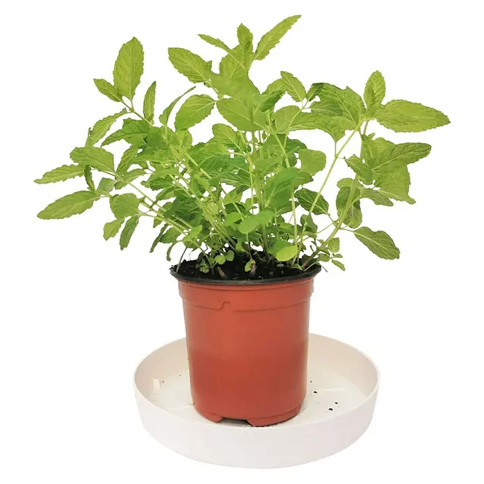 Menta - Mentha suaveolens 'Pinedo', Tamaño de maceta: 12 cm - Una exuberante planta de menta verde en maceta con un plato blanco, perfecta para alféizares y jardines de hierbas. Ideal para cócteles y tés.