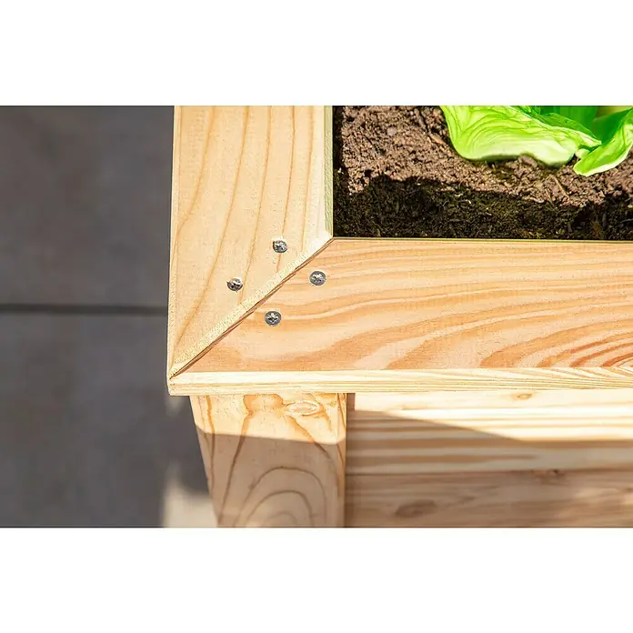 Westmann Hochbeet Lärche 100 - 100 x 65 x 66 cm, Holz, Natur - Detailaufnahme eines hölzernen Hochbeets mit Schrauben an der Ecke, gefüllt mit Erde und Salatpflanzen.