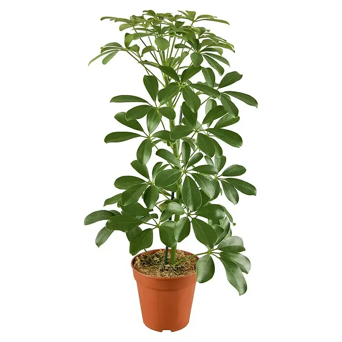 Piardino Mix de plantas de interior - Diferentes tipos, Tamaño de maceta: 17 cm - Una planta de interior, una Schefflera arboricola en una maceta de terracota, aporta verdor refrescante a cualquier espacio.