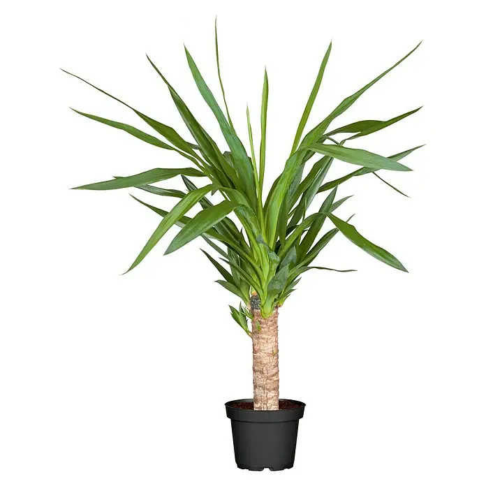 Piardino Mix de plantas de interior - Diferentes tipos, Tamaño de maceta: 17 cm - Planta de interior Yucca en una maceta negra. Su follaje verde aporta un toque fresco a cualquier habitación.