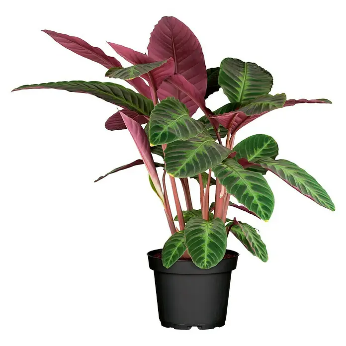 Piardino Mix de plantas de interior - Diferentes tipos, Tamaño de maceta: 17 cm - Planta de interior Goeppertia Oppenheimiana 'Louisae' en maceta negra. Planta decorativa y fácil de cuidar para interiores.