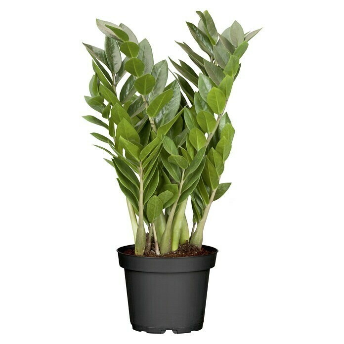 Piardino Kamerpalm (Zamioculcas zamiifolia, Potmaat: 21 cm) | BAUHAUS