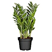 Piardino Kamerpalm (Zamioculcas zamiifolia, Potmaat: 21 cm) | BAUHAUS