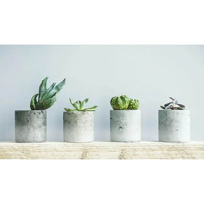 Ultrament Beton-Gießmasse Bastel Beton - Hellgrau, 3,5 kg - Bild von vier Zementtöpfen mit verschiedenen Sukkulenten und Kakteen, die auf einem Regal stehen und für eine minimalistische Dekoration sorgen.