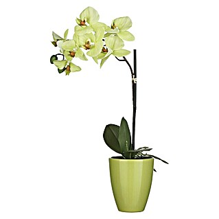 Kunstblume Orchidee (Höhe: 42 cm, Grün, Kunststoff)