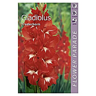 Kapiteyn Bulbos de otoño Gladiolus Traderhorn (7 ud.)