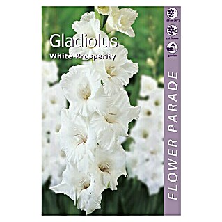 Kapiteyn Bulbos de otoño Gladiolus White (7 ud.)