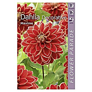 Kapiteyn Bulbos de otoño Dahlia Decorative (Lady Darlene, 1 ud.)