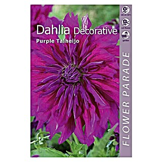 Kapiteyn Bulbos de otoño Dahlia Decorative (Purple Taiheijo, 1 ud.)