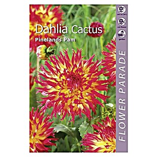Kapiteyn Bulbos de otoño Dahlia Cactus (Pinelands Pam, 1 ud.)