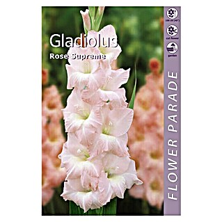 Kapiteyn Bulbos de otoño Gladiolus Pink Supreme (7 ud.)