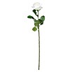 Kunstblume Rose (Höhe: 69 cm, Cremeweiß, Kunststoff) | BAUHAUS