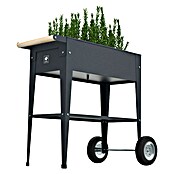 Herstera Garden Kräuterhochbeet Urban (L x B x H: 85 x 50 x 80 cm, Anthrazit) | BAUHAUS