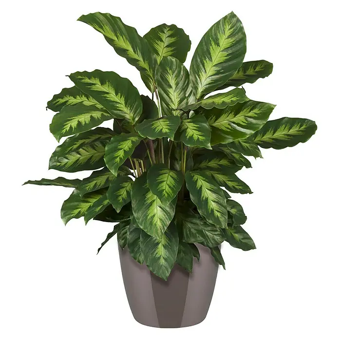 Piardino Korbmarante - Topfgröße: 21 cm, in Sorten - Eine Calathea-Pflanze mit auffälligen Blattmustern in einem modernen, grauen Topf, perfekt für die Innendekoration und zur Belebung jedes Raumes.
