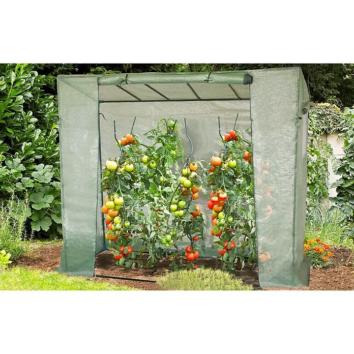 Gardol Gewächshaus - Außenmaß inkl. Dachüberstand (B x T): 77 x 200 cm, Grün - Bild eines Gewächshauses mit reifen Tomatenpflanzen. Ideal für den Garten, um Gemüse anzubauen und vor Witterungseinflüssen zu schützen.