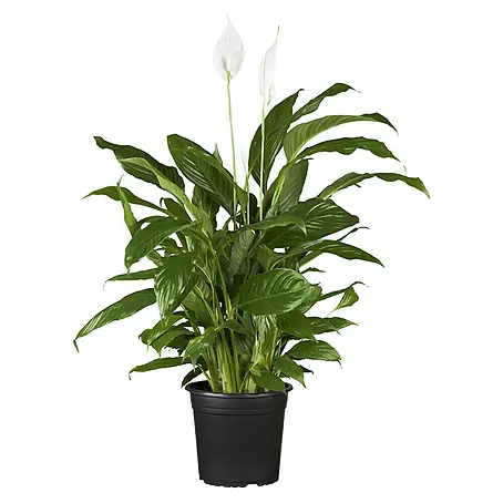 Spathiphyllum
