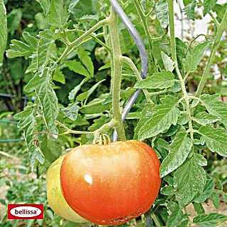 Bellissa Tomatenspirale (Länge: 180 cm)