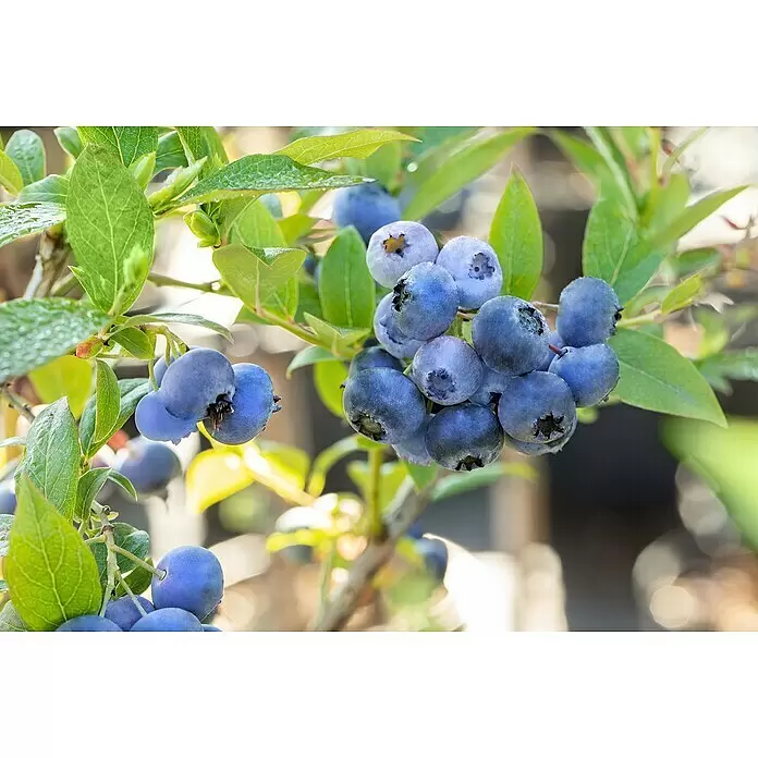 Piardino Heidelbeere - Vaccinium corymbosum 'Duke', Topfgröße: 17 cm, Erntezeit: Juli - Detailaufnahme