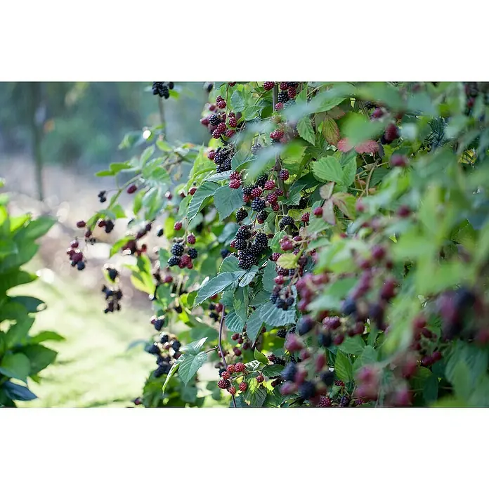 Piardino Brombeere - Rubus fruticosus 'Black Satin', Topfgröße: 17 cm, Erntezeit: August - Üppiger Brombeerstrauch voller reifer und unreifer Beeren, ein Paradies für Liebhaber frischer, selbstgepflückter Früchte.