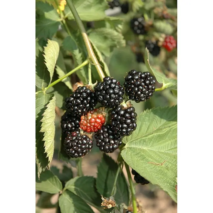 Piardino Brombeere - Rubus fruticosus 'Black Satin', Topfgröße: 17 cm, Erntezeit: August - Nahaufnahme einer Gruppe reifer, dunkler Brombeeren und einer einzelnen unreifen, roten Brombeere, die auf einem Busch wachsen.