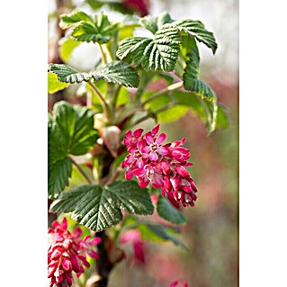 Piardino Johannisbeere (Ribes sanguineum 'King Edward', Topfgröße: 21 cm)