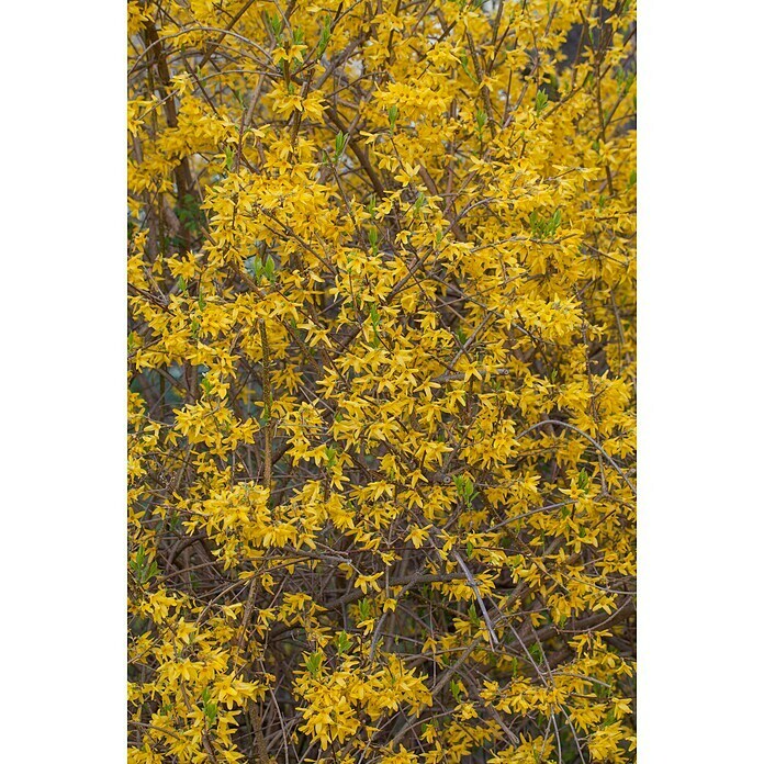 Piardino ForsythieForsythia spectabilis, Topfgröße: 23 cm, Gelb Detail Shot